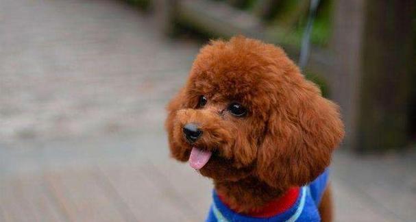 母狗孕期饮食指南（为你的母狗提供合适的饮食，让她健康怀孕）(图3)