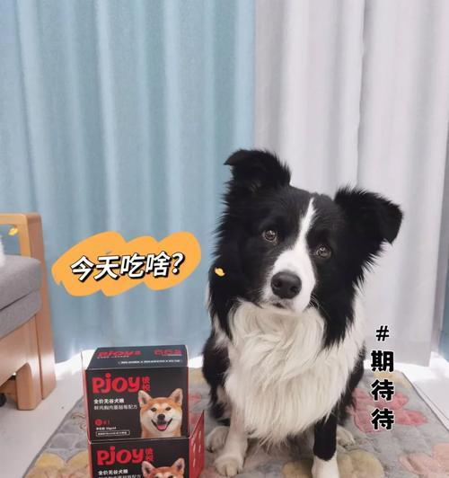 母狗孕期饮食指南（为你的母狗提供合适的饮食，让她健康怀孕）(图2)