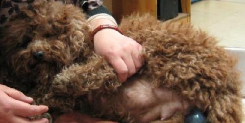 狗狗产仔注意事项（为了狗宝宝和母狗的健康，必须注意以下内容） - 新生家伴