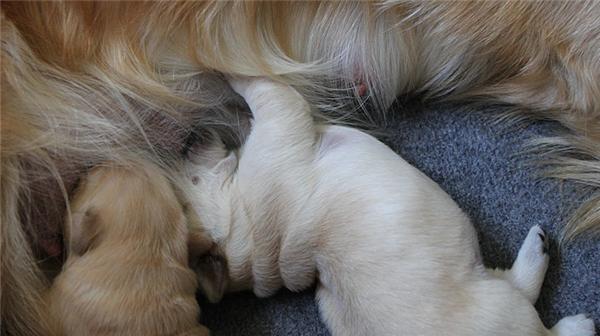 狗狗产仔注意事项(为了狗宝宝和母狗的健康,必须注意以下内容)(图3) 狗狗产仔注意事项(为了狗宝宝和母狗的健康,必须注意以下内容)(图3)