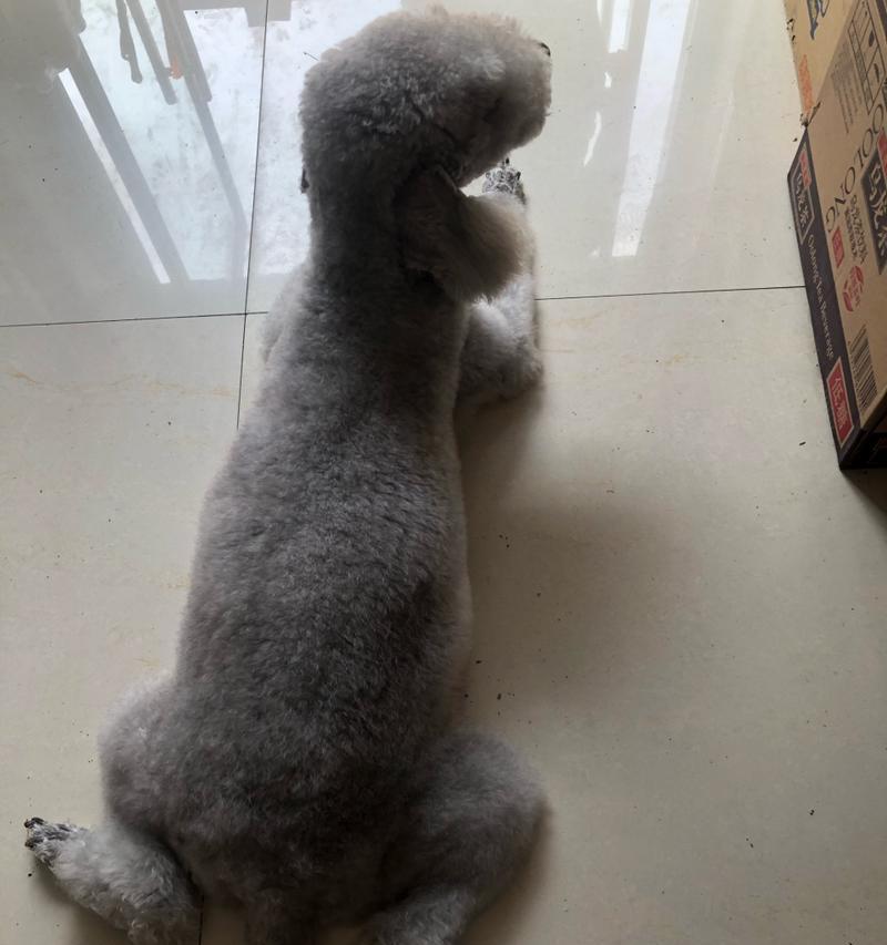 狗狗产仔注意事项(为了狗宝宝和母狗的健康,必须注意以下内容)(图2) 狗狗产仔注意事项(为了狗宝宝和母狗的健康,必须注意以下内容)(图2)