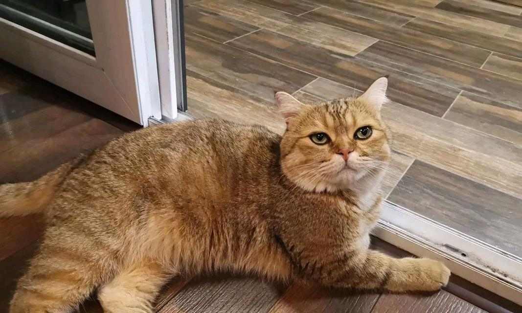 猫咪为什么一直不动了？（探寻猫咪长时间不动的原因及解决方法） - 新生家伴