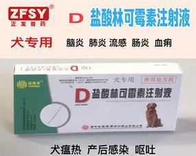 狗狗吃多了呕吐怎么办？一种药物解决问题！（救急！治疗狗狗呕吐的利器即将揭晓！） - 新生家伴