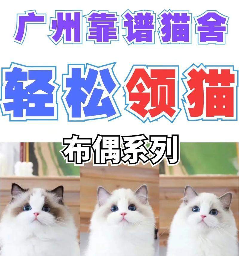 了解猫的品种多样性（探索猫的不同品种及其特点） - 新生家伴