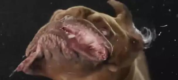 狗为何总是甩头？（探究狗甩头的原因与意义）(图1)