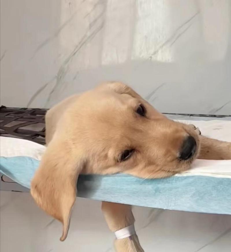 狗狗胃炎（了解狗狗胃炎的症状，掌握有效的治疗方法和预防措施）(图1)