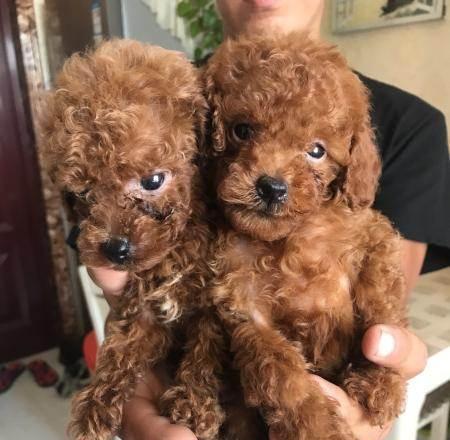 狗为何总是甩头？（探究狗甩头的原因与意义）(图3)