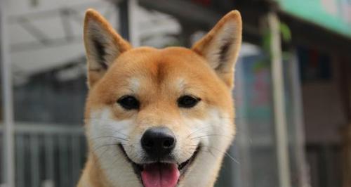 小狗耳朵的特点及其意义（探索小狗耳朵的神奇之处）(图2)