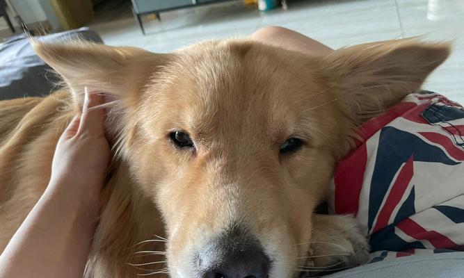 小狗耳朵的特点及其意义（探索小狗耳朵的神奇之处）(图1)