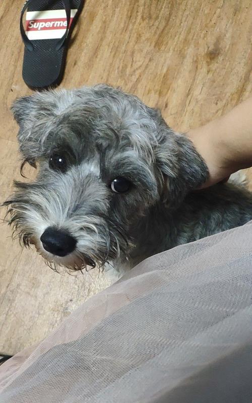 狗狗胃炎（了解狗狗胃炎的症状，掌握有效的治疗方法和预防措施）(图2)