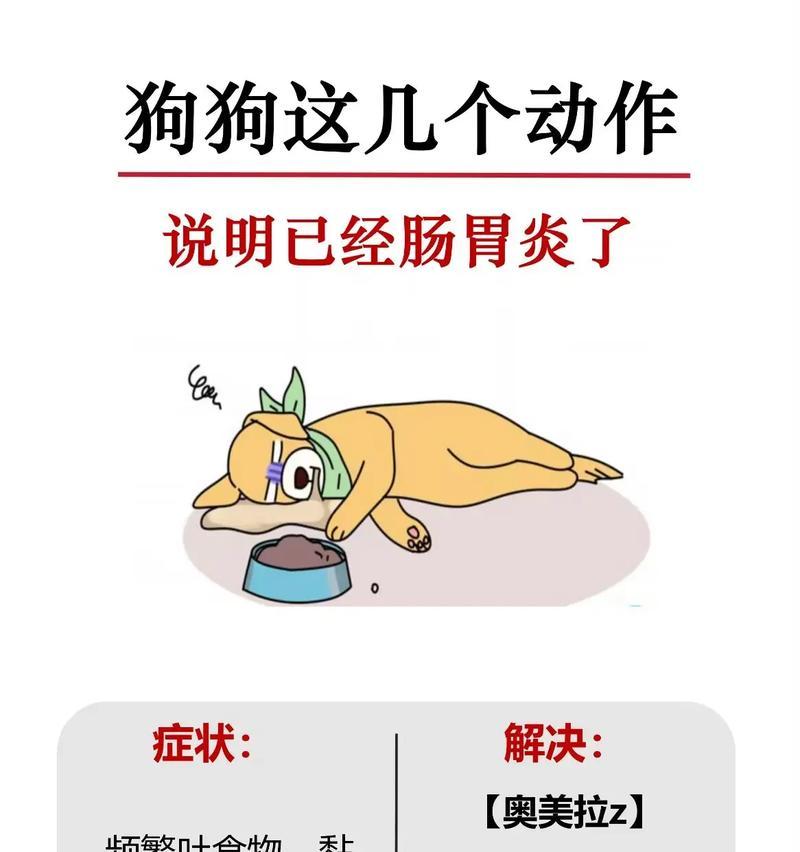狗狗胃炎（了解狗狗胃炎的症状，掌握有效的治疗方法和预防措施）(图3)