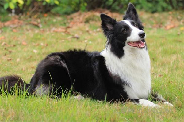 如何与边境牧羊犬建立良好的关系？(图2)