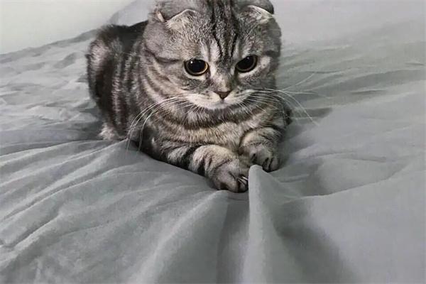 狸花猫怎么训练才听话？(图1)