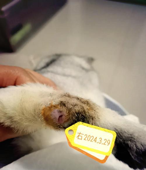 猫咪配种的奇妙之旅——探讨折耳猫与其他品种的配对可能性（解密猫咪遗传基因，寻找适 - 新生家伴