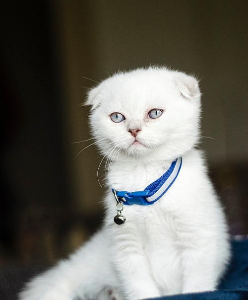 猫咪配种的奇妙之旅——探讨折耳猫与其他品种的配对可能性（解密猫咪遗传基因，寻找适合折耳猫的配偶）(图3)