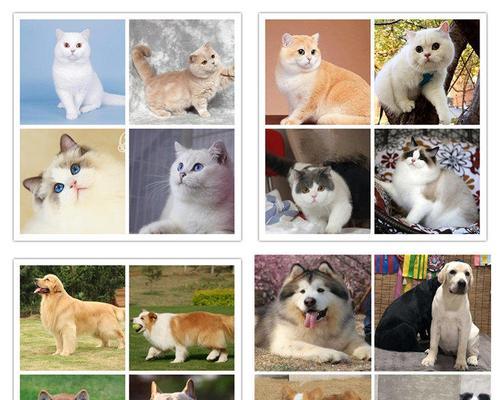 猫咪配种的奇妙之旅——探讨折耳猫与其他品种的配对可能性（解密猫咪遗传基因，寻找适合折耳猫的配偶）(图2)