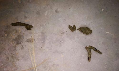 拉布拉多健康之道(探索拉布拉多屎色的奥秘,了解宠物犬的健康状态!)(图3) 拉布拉多健康之道(探索拉布拉多屎色的奥秘,了解宠物犬的健康状态!)(图3)