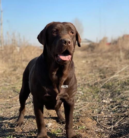 拉布拉多健康之道(探索拉布拉多屎色的奥秘,了解宠物犬的健康状态!)(图2) 拉布拉多健康之道(探索拉布拉多屎色的奥秘,了解宠物犬的健康状态!)(图2)