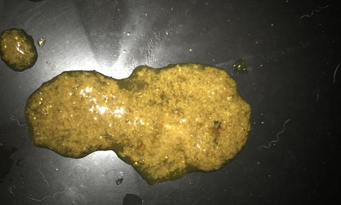 拉布拉多健康之道（探索拉布拉多屎色的奥秘，了解宠物犬的健康状态！） - 新生家伴