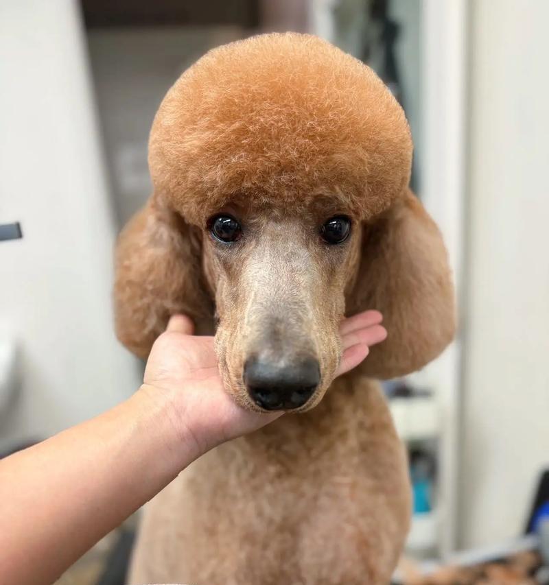 以什么狗配可以出巨贵(探索狗犬品种的潜力和市场价值)(图1) 以什么狗配可以出巨贵(探索狗犬品种的潜力和市场价值)(图1)