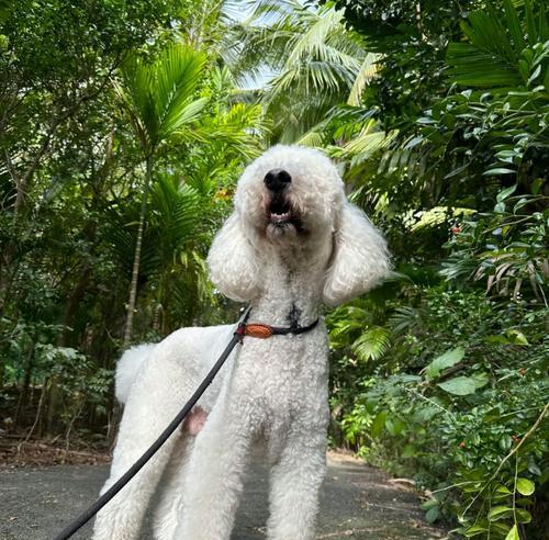 以什么狗配可以出巨贵(探索狗犬品种的潜力和市场价值)(图3) 以什么狗配可以出巨贵(探索狗犬品种的潜力和市场价值)(图3)