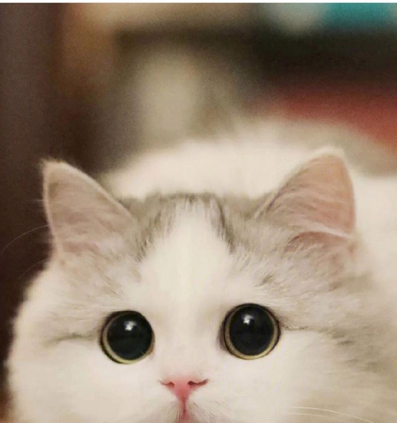 猫咪为什么擅长抓老鼠?(揭开猫咪捕鼠能力的奥秘)(图1) 猫咪为什么擅长抓老鼠?(揭开猫咪捕鼠能力的奥秘)(图1)