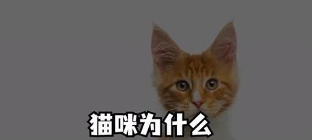 猫咪为什么擅长抓老鼠?(揭开猫咪捕鼠能力的奥秘)(图2) 猫咪为什么擅长抓老鼠?(揭开猫咪捕鼠能力的奥秘)(图2)