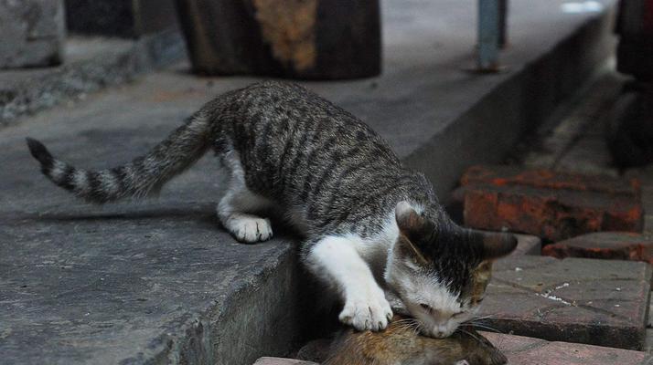 猫咪为什么擅长抓老鼠?(揭开猫咪捕鼠能力的奥秘)(图3) 猫咪为什么擅长抓老鼠?(揭开猫咪捕鼠能力的奥秘)(图3)