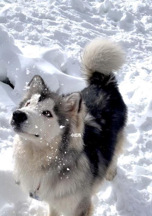探索阿拉斯加的奇妙之旅(探索北国奇观,畅享阿拉斯加之美)(图2) 探索阿拉斯加的奇妙之旅(探索北国奇观,畅享阿拉斯加之美)(图2)