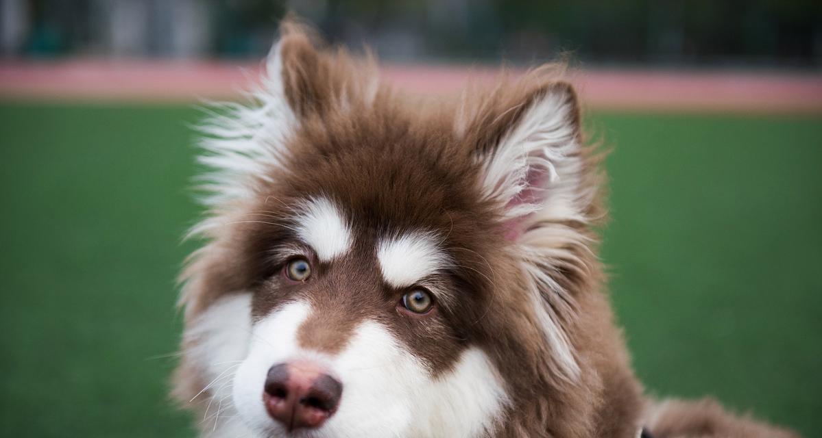 探索阿拉斯加的奇妙之旅（探索北国奇观，畅享阿拉斯加之美） - 新生家伴