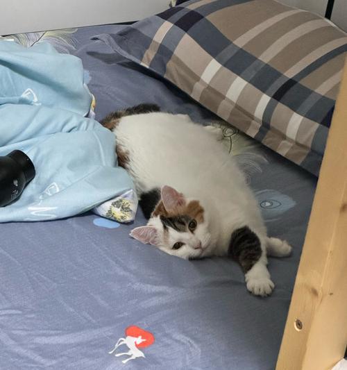 小猫睡床的样子（小猫的睡姿和喜好）(图1)