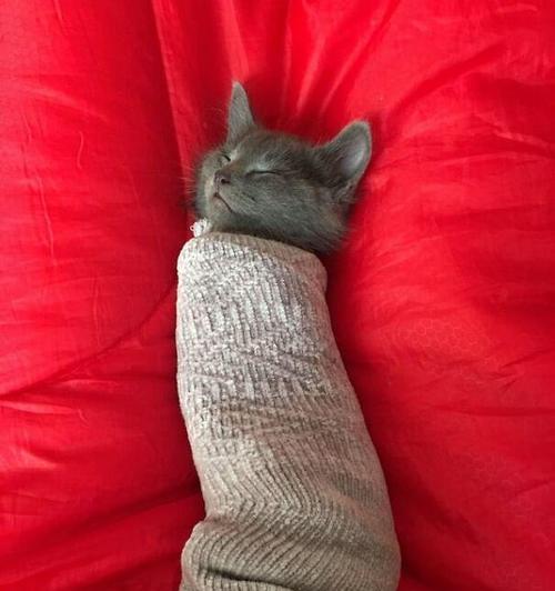 小猫睡床的样子（小猫的睡姿和喜好）(图2)