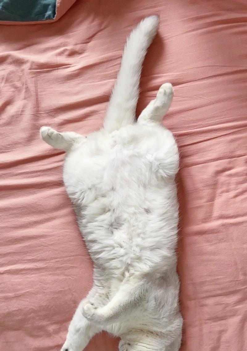 小猫睡床的样子（小猫的睡姿和喜好）(图3)