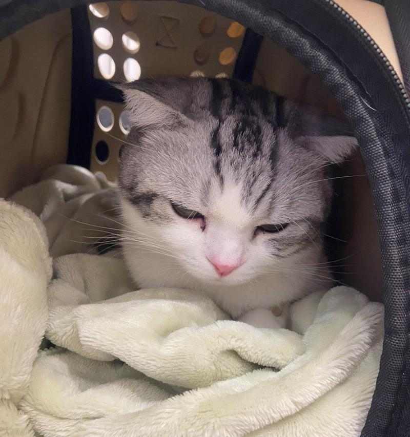 猫的饮食健康秘密（探索猫一天吐一次吃什么的真相）(图2)