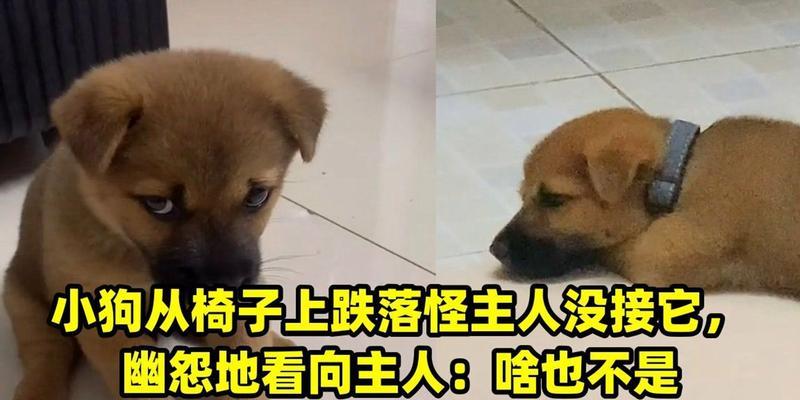探究小狗不理主人的原因（解读小狗无视主人行为的心理动机及解决方法）(图2)