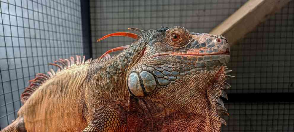 绿鬣蜥蜴的主要食物(揭秘绿鬣蜥蜴的饮食习惯与偏好)(图1) 绿鬣蜥蜴的主要食物(揭秘绿鬣蜥蜴的饮食习惯与偏好)(图1)