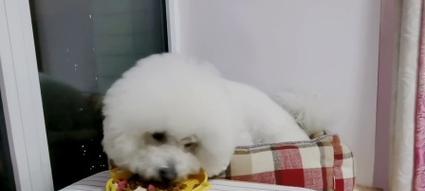 探究小狗不理主人的原因（解读小狗无视主人行为的心理动机及解决方法） - 新生家伴