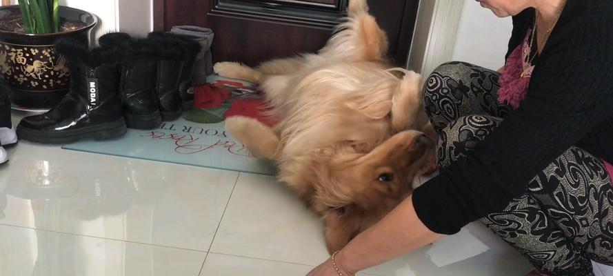 探究小狗不理主人的原因（解读小狗无视主人行为的心理动机及解决方法）(图3)