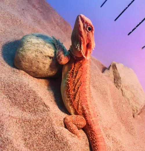 绿鬣蜥蜴的主要食物(揭秘绿鬣蜥蜴的饮食习惯与偏好)(图2) 绿鬣蜥蜴的主要食物(揭秘绿鬣蜥蜴的饮食习惯与偏好)(图2)