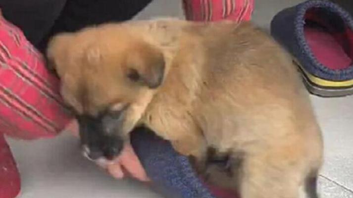 为什么狗狗喜欢啃咬自己?(探索狗狗啃咬行为的原因及解决方法)(图1) 为什么狗狗喜欢啃咬自己?(探索狗狗啃咬行为的原因及解决方法)(图1)