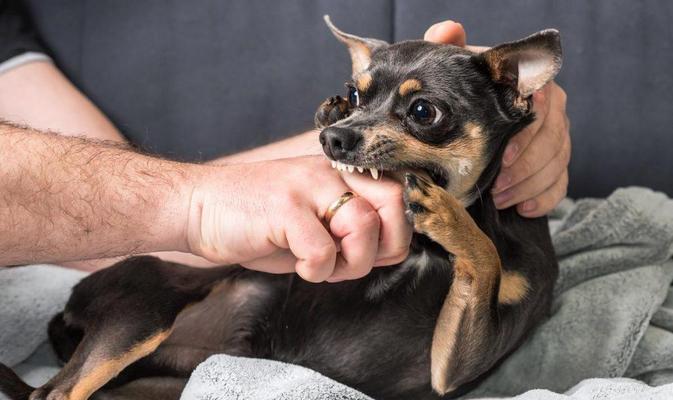 为什么狗狗喜欢啃咬自己?(探索狗狗啃咬行为的原因及解决方法)(图2) 为什么狗狗喜欢啃咬自己?(探索狗狗啃咬行为的原因及解决方法)(图2)