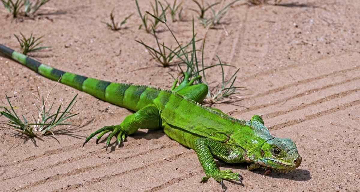 绿鬣蜥蜴的主要食物(揭秘绿鬣蜥蜴的饮食习惯与偏好)(图3) 绿鬣蜥蜴的主要食物(揭秘绿鬣蜥蜴的饮食习惯与偏好)(图3)