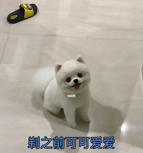 狗剪毛的注意事项（确保狗狗的剪毛过程安全舒适）(图2)