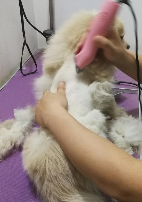 狗剪毛的注意事项（确保狗狗的剪毛过程安全舒适）(图3)