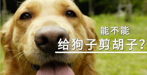 狗剪毛的注意事项（确保狗狗的剪毛过程安全舒适） - 新生家伴