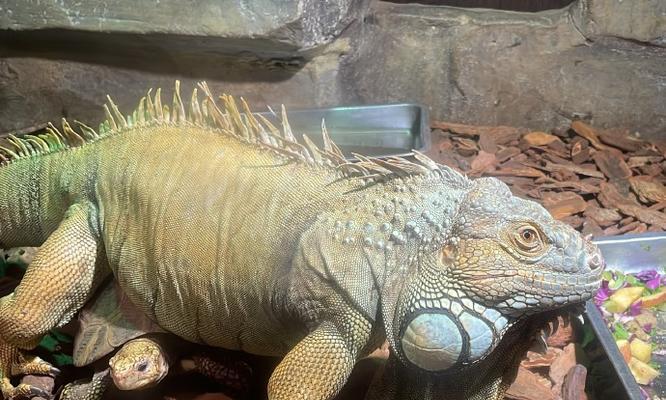 探秘高冠变色（高冠变色的食物喜好与健康益处）(图2)