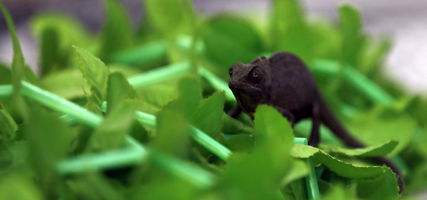 探秘高冠变色（高冠变色的食物喜好与健康益处）(图3)