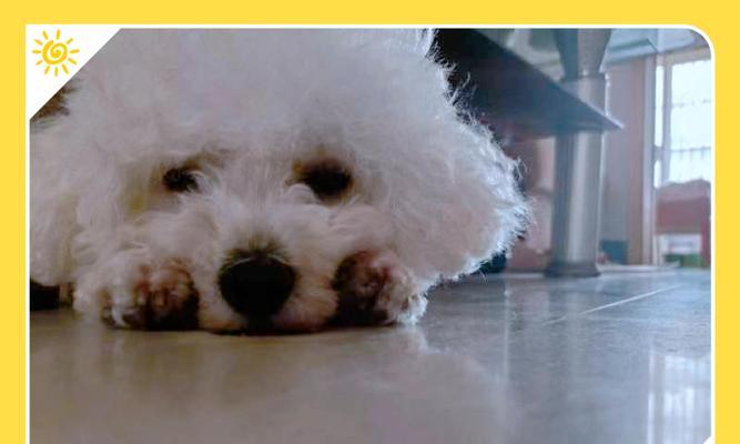 比熊零食的选择与营养需求(满足比熊口味的健康小吃推荐)(图2) 比熊零食的选择与营养需求(满足比熊口味的健康小吃推荐)(图2)