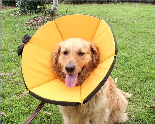 如何选择适合狗狗的舒适项圈（以狗狗舒适为主，给它一个舒适的项圈）(图2)