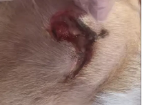 海泊舒治疗病例 | 一例犬咬伤的病例报告(图8)